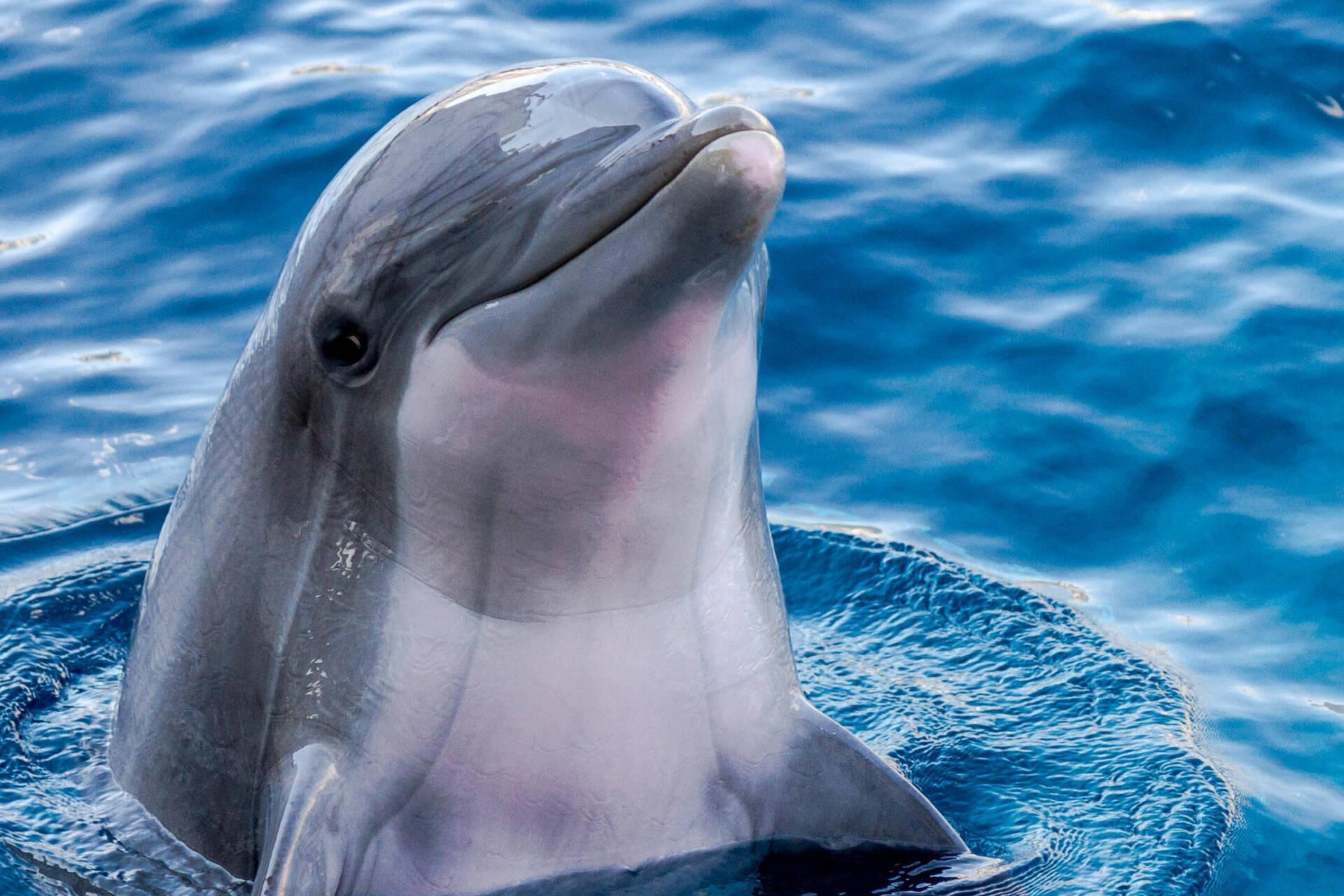 DDDelfino from Italy